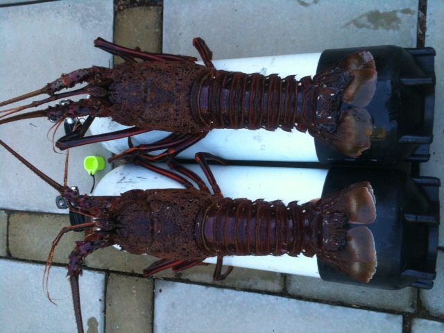 Solo cray run Solo cray run